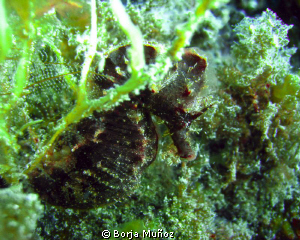 Black seahorse hiding from my camera by Borja Muñoz 